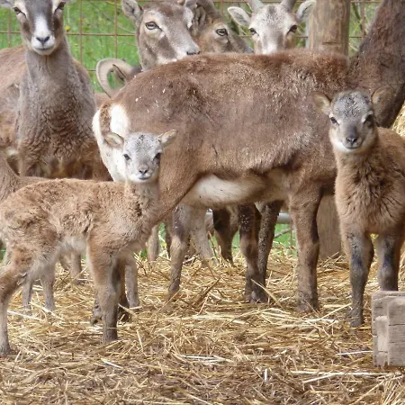 La Via Antiga Apartmán *