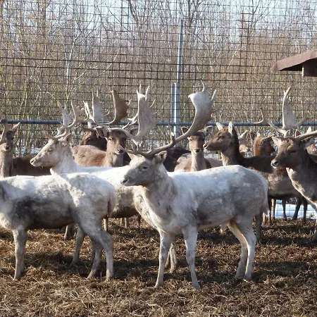 La Via Antiga Cittanova (Veneto)