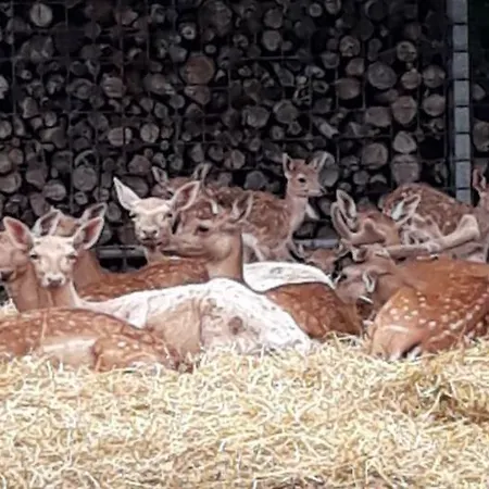La Via Antiga Appartement Cittanova (Veneto)