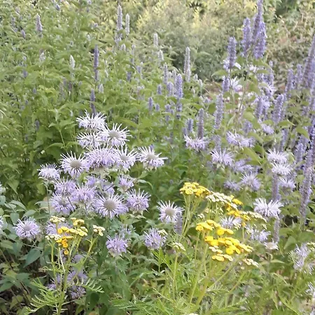 Appartement La Via Antiga Cittanova (Veneto)