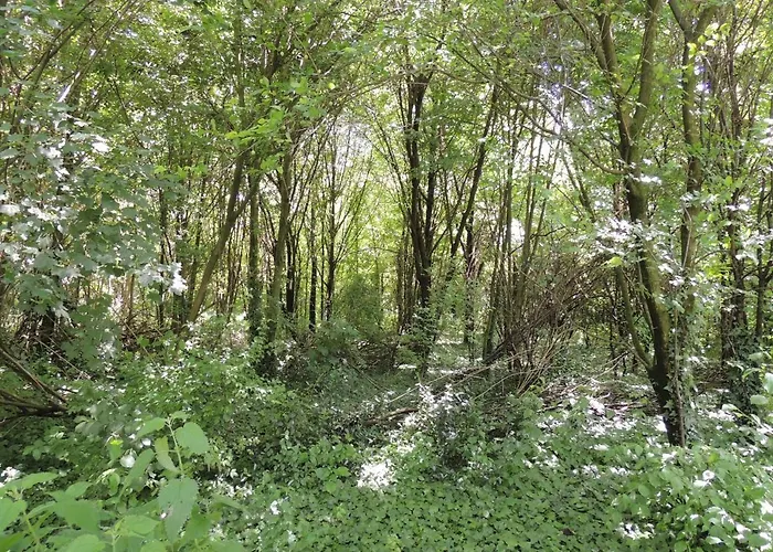 La Via Antiga Cittanova (Veneto)