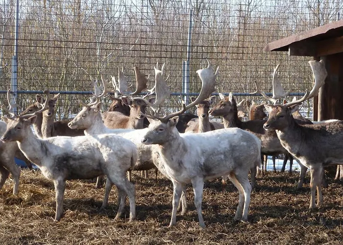 La Via Antiga Cittanova (Veneto)