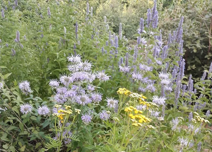 Διαμέρισμα La Via Antiga Cittanova (Veneto)